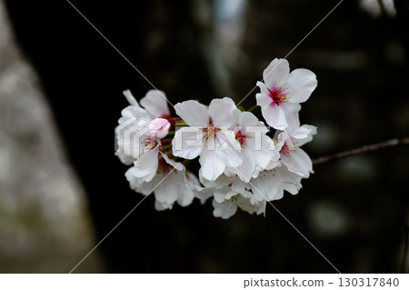 櫻花 130317840