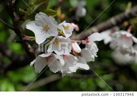 櫻花 130317948