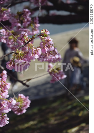 盛開的「河澤櫻花」/河岸邊盛開的河津櫻花 130318079