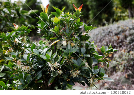 四季見花 130318082