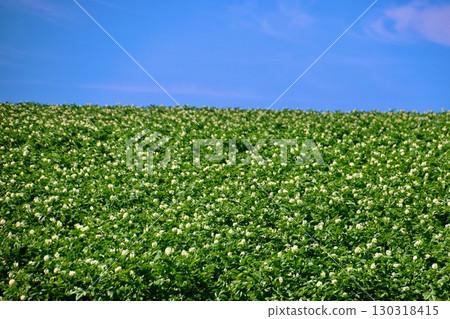 Potato fields and blue sky (Makkari Village, Hokkaido) 130318415