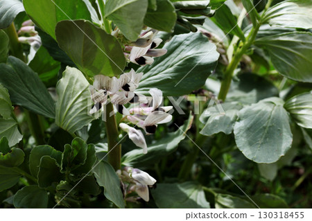Broad bean flowers Broad bean flowers 130318455
