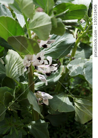 蠶豆花 蠶豆花 130318456