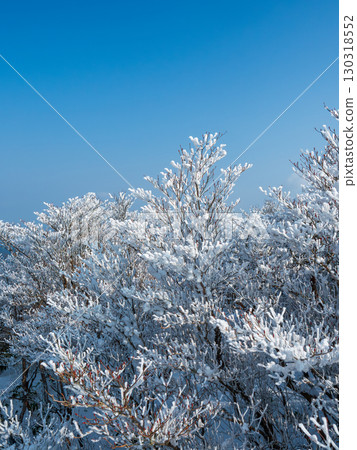 Trees covered in frost and snow flowers in full bloom 130318552