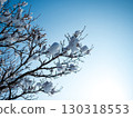Snow flowers shining against the blue sky on a sunny day in February 130318553