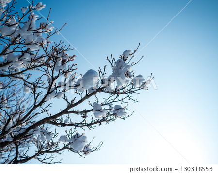 Snow flowers shining against the blue sky on a sunny day in February 130318553