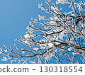 Ice-covered trees shining against the blue midwinter sky 130318554