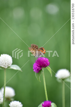 Lycaena phlaeas 130318700