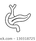 Human pancreas anatomy diagram digestive system medical education 130318725