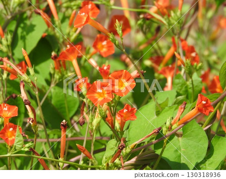 "Marubakousou" blooms in wastelands from summer to autumn 130318936
