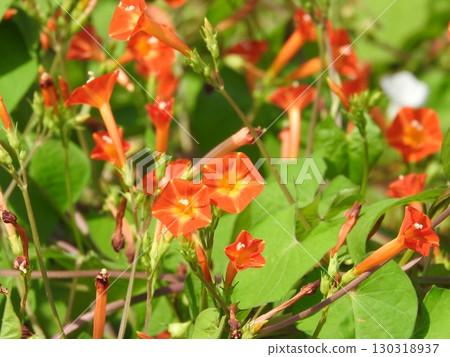"Marubakousou" blooms in wastelands from summer to autumn 130318937