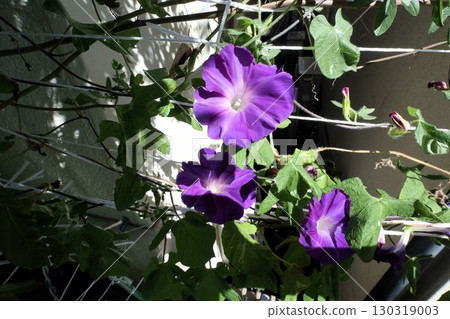 夏日庭園花卉「牽牛花」 牽牛花:花壇花卉:牽牛花大廈 夏日庭園花卉「牽牛花」 牽牛花:花壇花卉:牽牛花大廈 130319003