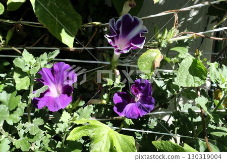 夏日庭園花卉「牽牛花」 牽牛花:花壇花卉:牽牛花大廈 夏日庭園花卉「牽牛花」 牽牛花:花壇花卉:牽牛花大廈 130319004