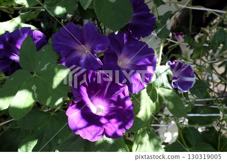 夏日庭園花卉「牽牛花」 牽牛花：花壇花卉：牽牛花大廈 130319005