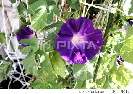Summer garden flower "Morning glory" Morning glory: Flower bed flowers: Morning glory mansion Summer garden flower "Morning glory" Morning glory: Flower bed flowers: Morning glory mansion 130319012