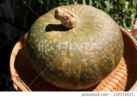 Agriculture: Harvest: Pumpkin: Pumpkin: Gift: Family home in Tanba 130319021