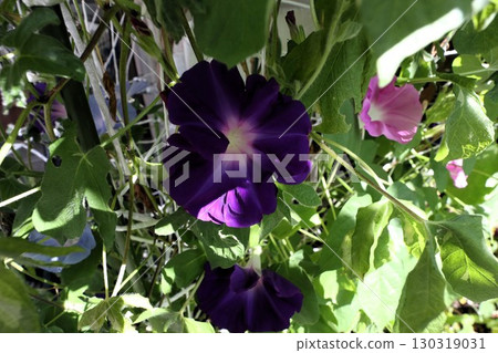 夏日庭園花卉「牽牛花」 牽牛花：花壇花卉：牽牛花大廈 130319031