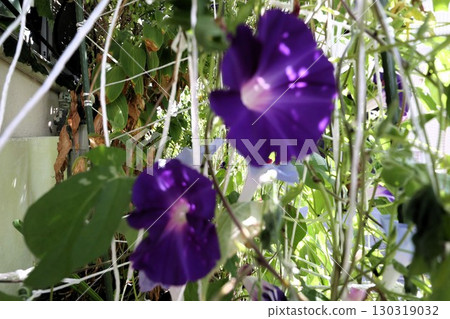 夏日庭園花卉「牽牛花」 牽牛花:花壇花卉:牽牛花大廈 夏日庭園花卉「牽牛花」 牽牛花:花壇花卉:牽牛花大廈 130319032
