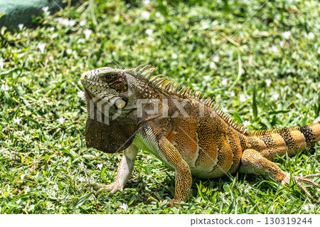 The Green Iguana, Iguana iguana, is a large species of lizard native to Central and South America. 130319244