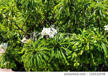 The Japanese garden, on Fortaleza's waterfront avenue, on Nautico beach at Fortaleza, Ceara, Brazil 130319246