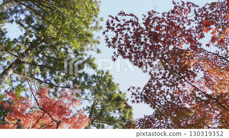 Beautiful Mount Koya (Autumn leaves, Nature, Wakayama) 130319352