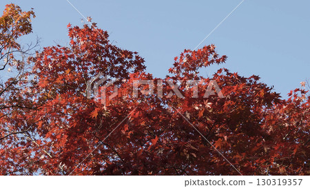 美麗的高野山(秋葉、自然、和歌山) 美麗的高野山(秋葉、自然、和歌山) 130319357