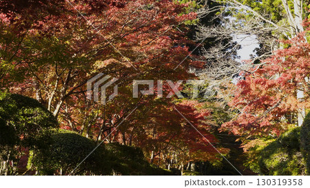 Beautiful Mount Koya (Autumn leaves, Nature, Wakayama) Beautiful Mount Koya (Autumn leaves, Nature, Wakayama) 130319358
