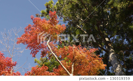 Beautiful Mount Koya (Autumn leaves, Nature, Wakayama) 130319359