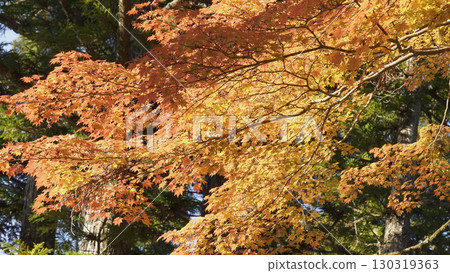 美麗的高野山(秋葉、自然、和歌山) 美麗的高野山(秋葉、自然、和歌山) 130319363