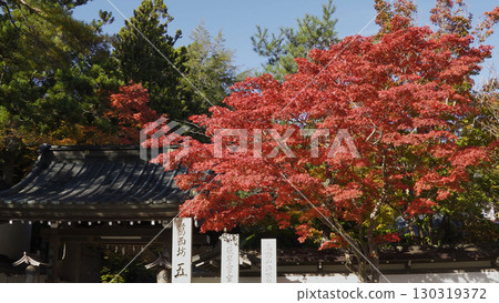 Beautiful Mount Koya (Autumn leaves, Nature, Wakayama) 130319372
