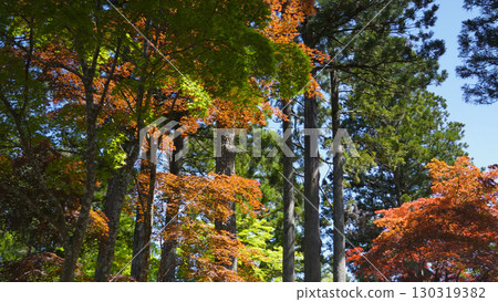 美麗的高野山（秋葉、自然、和歌山） 130319382