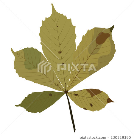 Withering autumn chestnut leaf. Vector illustration isolated on white background. 130319390
