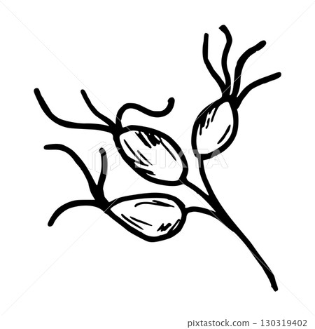Rosehip branch with berries. Botanical vector illustration. Simple black graphic, hand drawn in doodle style. Outline drawing for herbal themed packaging design, seasonal holidays. Thanksgiving. 130319402