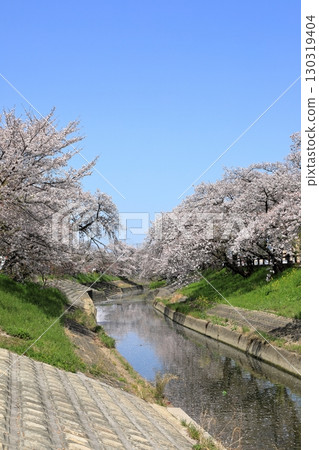 高田千本櫻(奈良縣大和高田市)的春季櫻花 高田千本櫻(奈良縣大和高田市)的春季櫻花 130319404