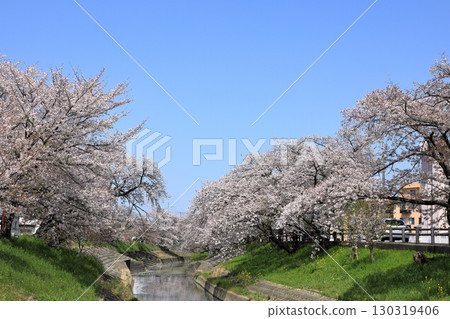 高田千本櫻（奈良縣大和高田市）的春季櫻花 130319406