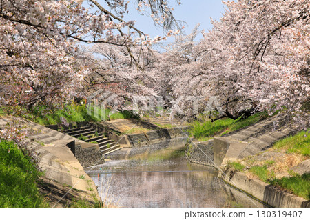 高田千本櫻（奈良縣大和高田市）的春季櫻花 130319407
