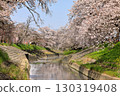 Spring cherry blossoms at Takada Senbonzakura (Yamatotakada City, Nara Prefecture) 130319408