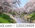 Spring cherry blossoms at Takada Senbonzakura (Yamatotakada City, Nara Prefecture) 130319409
