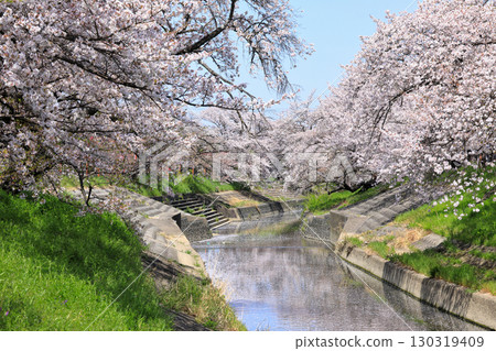 Spring cherry blossoms at Takada Senbonzakura (Yamatotakada City, Nara Prefecture) 130319409