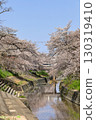 Spring cherry blossoms at Takada Senbonzakura (Yamatotakada City, Nara Prefecture) 130319410