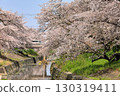 Spring cherry blossoms at Takada Senbonzakura (Yamatotakada City, Nara Prefecture) 130319411
