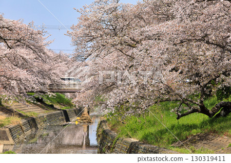 高田千本櫻(奈良縣大和高田市)的春季櫻花 高田千本櫻(奈良縣大和高田市)的春季櫻花 130319411