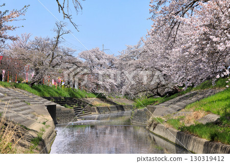 高田千本櫻（奈良縣大和高田市）的春季櫻花 130319412