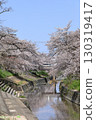 Spring cherry blossoms at Takada Senbonzakura (Yamatotakada City, Nara Prefecture) 130319417
