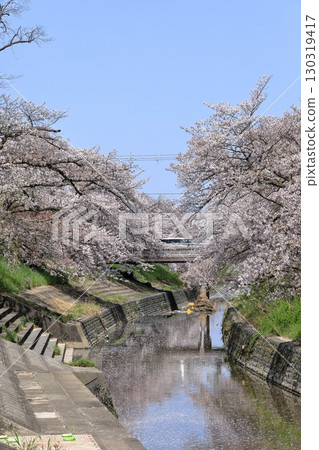 Spring cherry blossoms at Takada Senbonzakura (Yamatotakada City, Nara Prefecture) 130319417