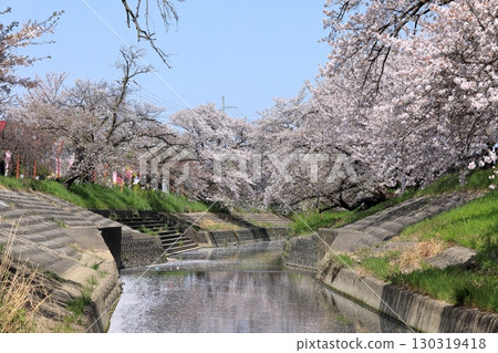 Spring cherry blossoms at Takada Senbonzakura (Yamatotakada City, Nara Prefecture) Spring cherry blossoms at Takada Senbonzakura (Yamatotakada City, Nara Prefecture) 130319418