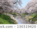 Spring cherry blossoms at Takada Senbonzakura (Yamatotakada City, Nara Prefecture) 130319420