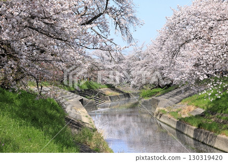 Spring cherry blossoms at Takada Senbonzakura (Yamatotakada City, Nara Prefecture) 130319420