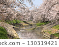 Spring cherry blossoms at Takada Senbonzakura (Yamatotakada City, Nara Prefecture) 130319421