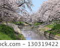 Spring cherry blossoms at Takada Senbonzakura (Yamatotakada City, Nara Prefecture) 130319422